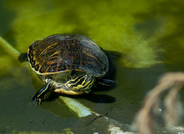 Ultimate Guide to Caring for Your Pet Turtle in a Home Environment: Tips for Optimal Well-Being