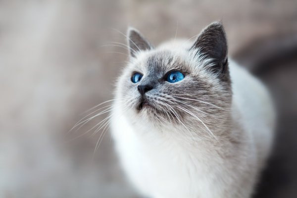 Identifying the Initial Symptoms of Diabetes in Your Beloved Cat: A Complete Guide